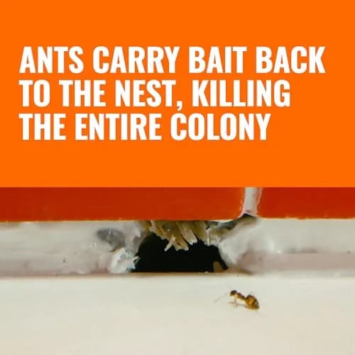 TERRO T300-3SR Liquid Ant Baits – 108 Bait Stations | EPA Registered Pesticide thumbnail 3
