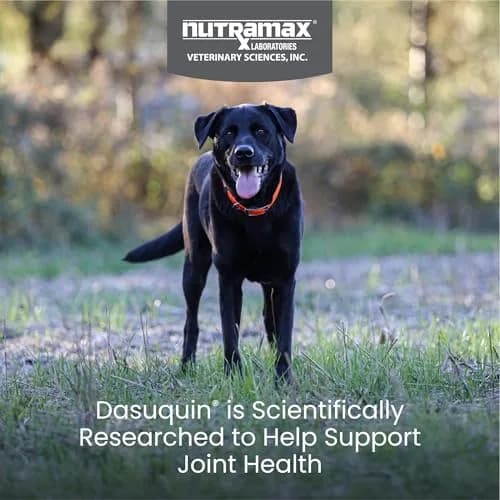 Nutramax Dasuquin for Large Dogs, Joint Health Supplement, Glucosamine, Chondroitin, ASU, 300 Chewable Tablets | Vet Recommended for Large Breed Dogs thumbnail 2