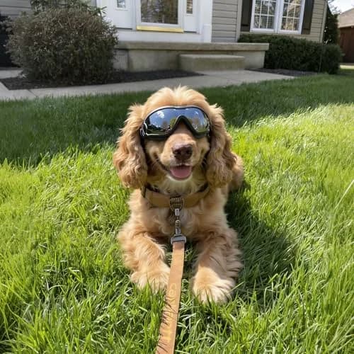 Enjoying Gloss Black UV Protection Dog Goggles for Medium Breeds | Windproof & Adjustable thumbnail 3