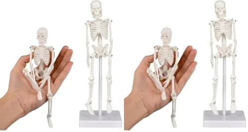 Ultrassist Mini Skeleton Model 7.8" Anatomy Skeleton with Movable Limbs | Educational & Decorative — 7.8" Skeleton model