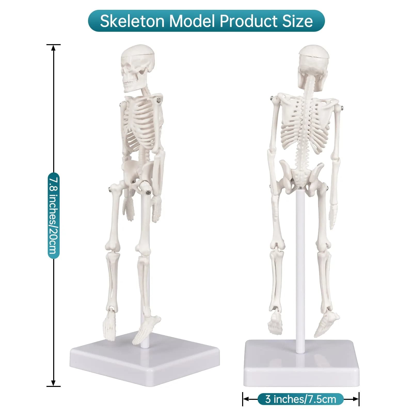 Ultrassist Mini Skeleton Model 7.8" Anatomy Skeleton with Movable Limbs | Educational & Decorative