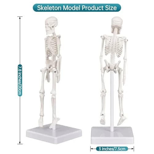 Ultrassist Mini Skeleton Model 7.8" Anatomy Skeleton with Movable Limbs | Educational & Decorative thumbnail 1