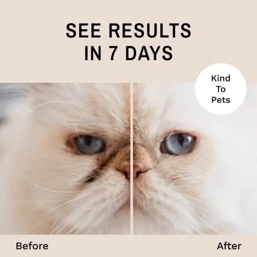 Eye Envy Tear Stain Remover Powder for Dogs and Cats 1 oz (2-Pack) | Natural, Safe Formula for Dry Eyes thumbnail 3