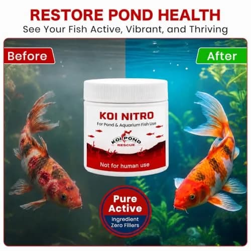 Koi Pond Rescue Koi Nitro Water Treatment 50 Gram | For Freshwater & Marine Fish Ecosystems thumbnail 2
