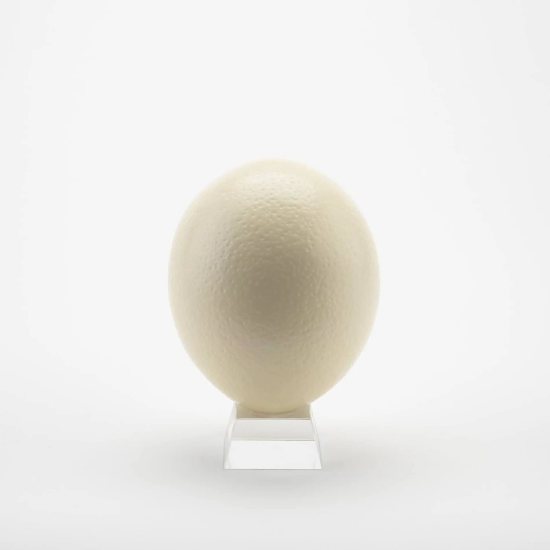 American Ostrich Farms Ostrich Eggshell Large Natural Sheen | Unique Craft Shell Laid in USA - main product image